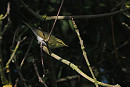 Wood Warbler - Harry Appleyard.