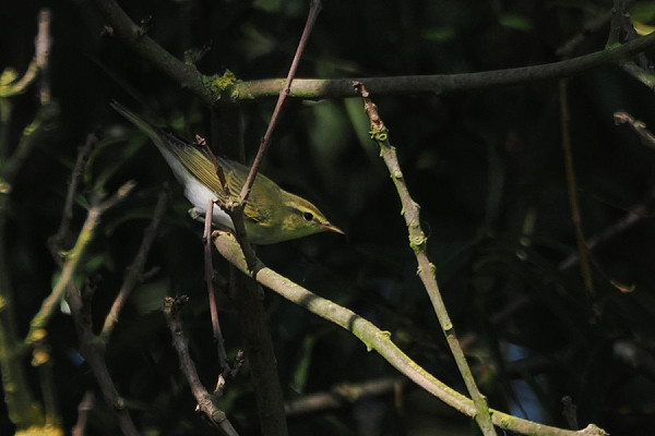 Bird sightings Thursday, 31 July 2025