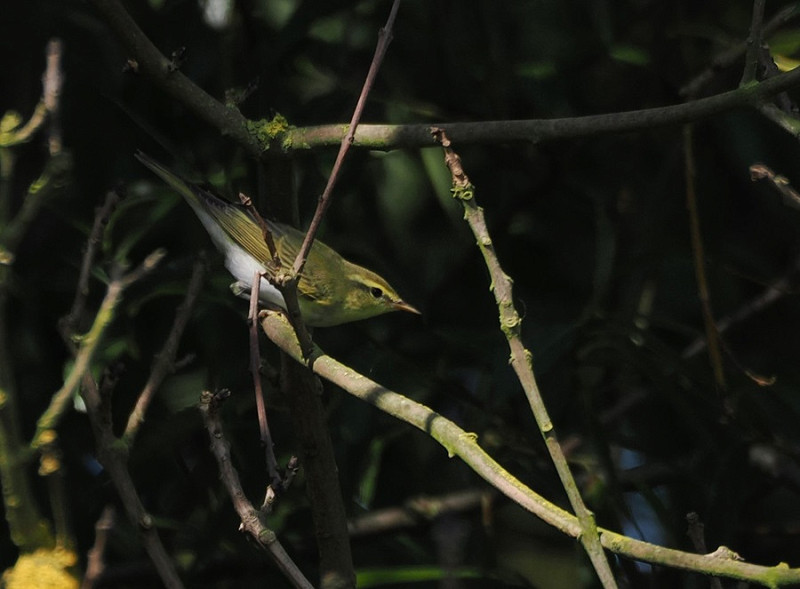 Wood Warbler - Harry Appleyard.