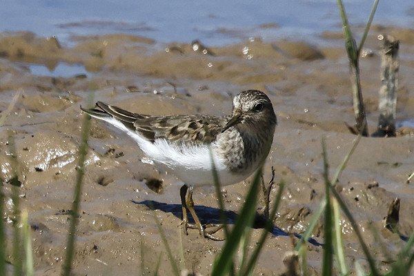 Bird sightings Tuesday, 13 May 2025