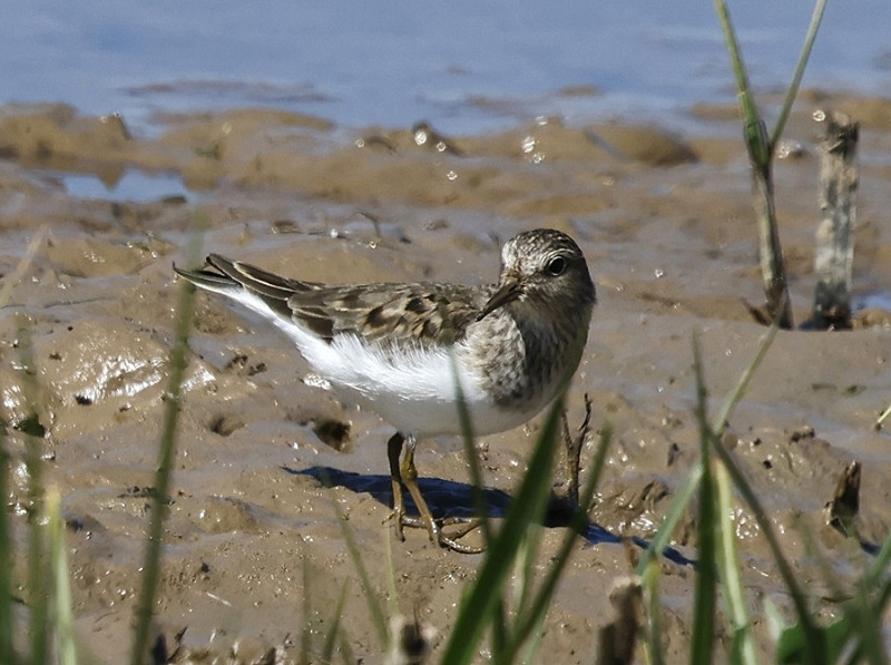 Temminck's Stint - Tim Jump.
