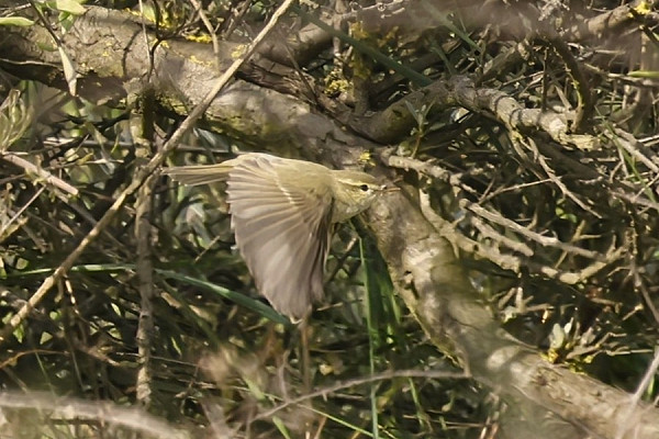 Bird sightings Thursday, 28 May 2026