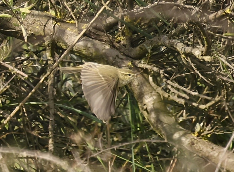 Greenish Warbler - Tim Jump.