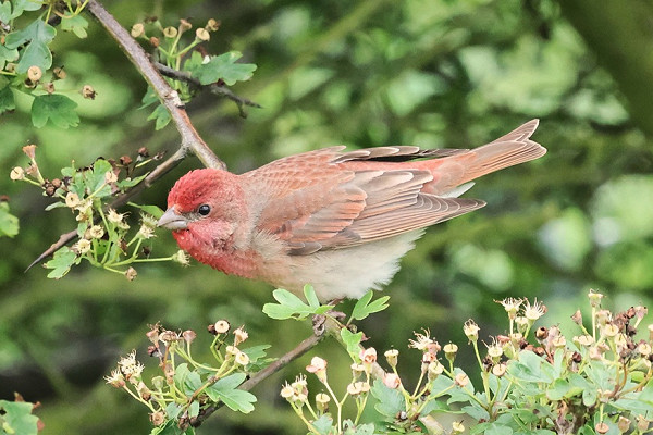 Common Rosefinch - Tim Jump.