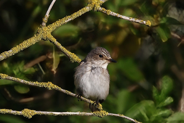Spotted Flycatcher - Tim Jump.