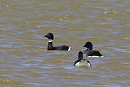 Black Brant - Tim Jump.