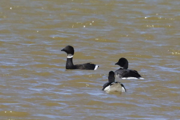 Black Brant - Tim Jump.