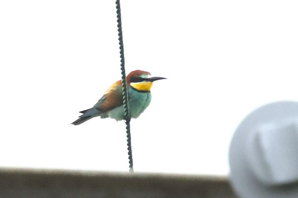 Bee-eater - Tim Jump.