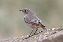 Black Redstart - Tim Jump.