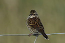Black-faced Bunting - Tim Jump.