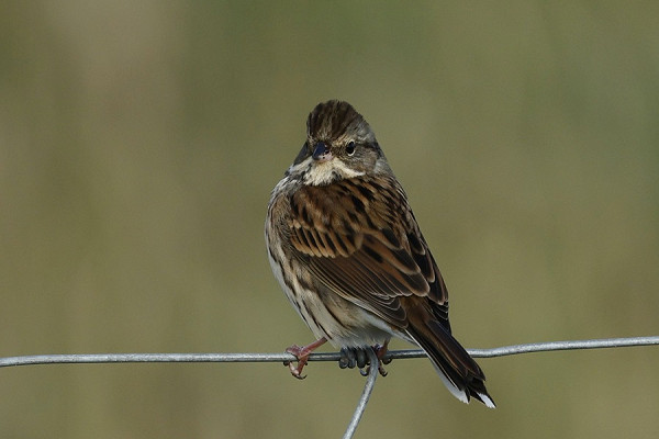 Black-faced Bunting - Tim Jump.