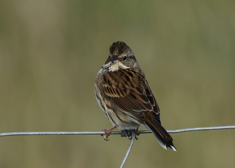 Black-faced Bunting - Tim Jump.