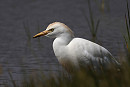 Cattle Egret - Tim Jump.