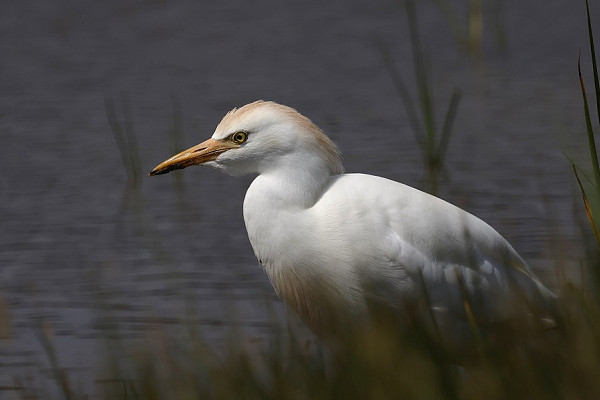 Cattle Egret - Tim Jump.