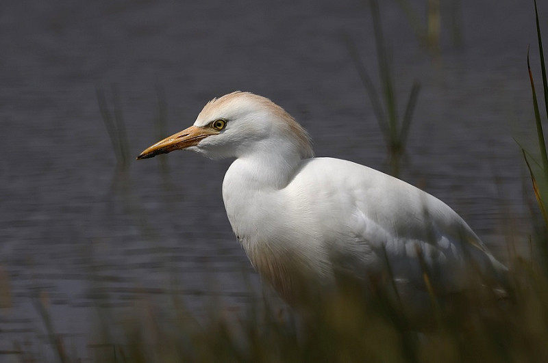 Cattle Egret - Tim Jump.