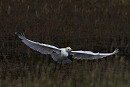 Cattle Egret - Tim Jump.