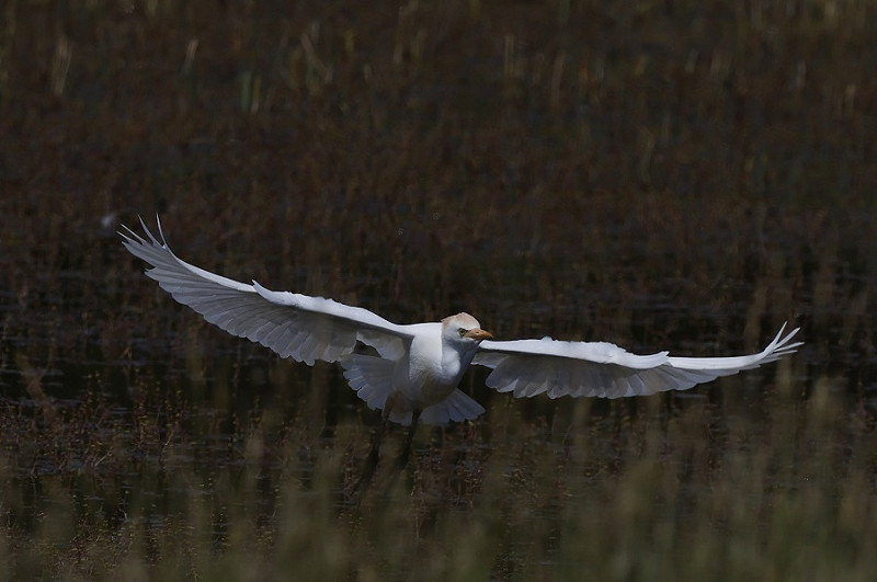 Cattle Egret - Tim Jump.