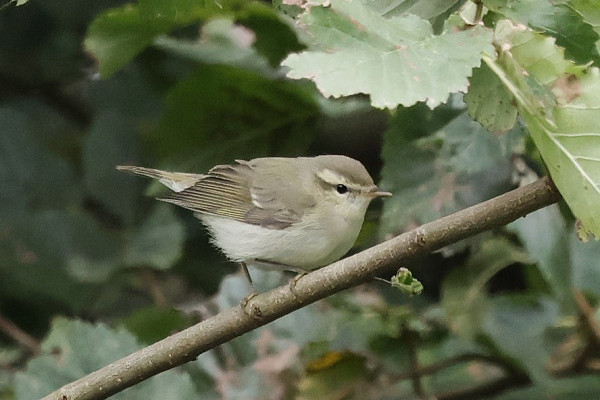 Greensih Warbler - Tim Jump.