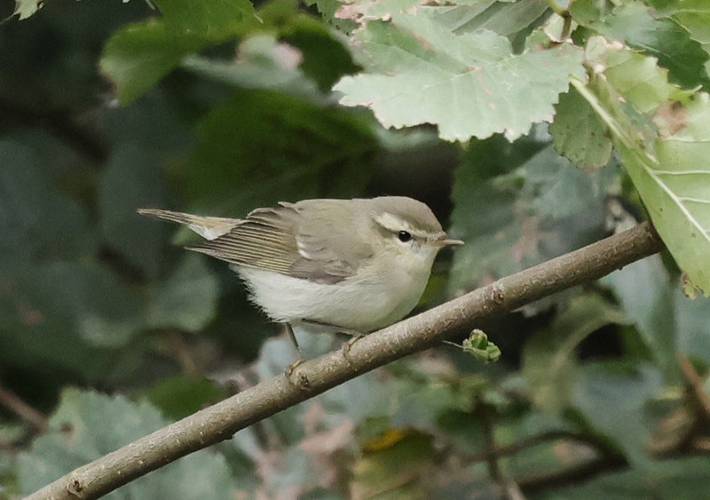 Greensih Warbler - Tim Jump.