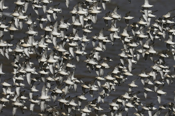 Bird sightings Friday, 18 September 2026