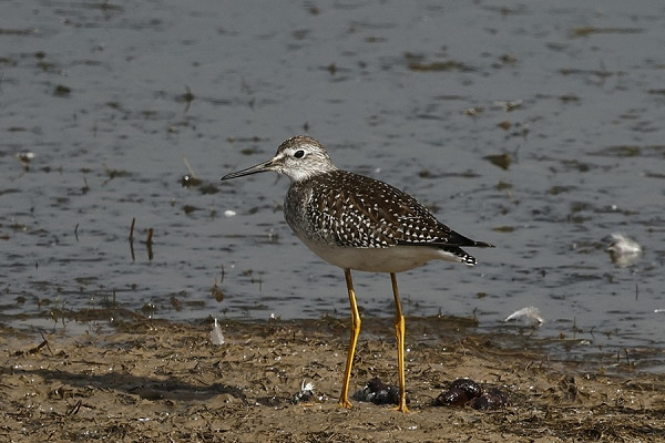 Lesser Yellowlegs - Tim Jump.