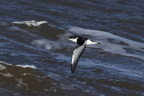 Bird sightings Thursday, 17 September 2026