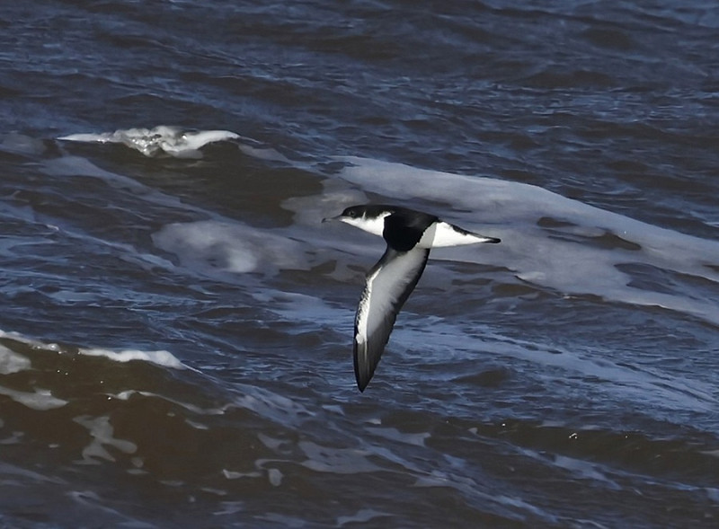 Manx Shearwater - Tim Jump.