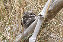 Nightjar - Simon Jump.