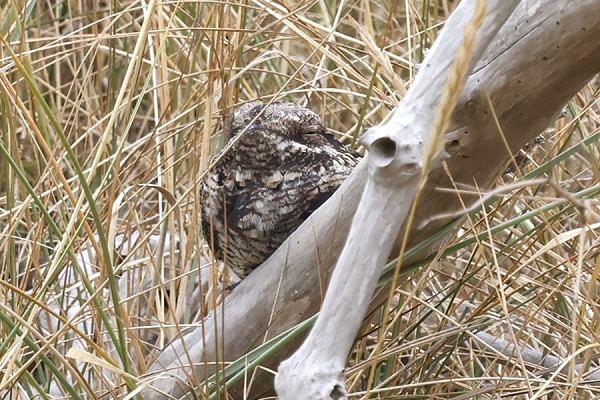 Nightjar - Simon Jump.