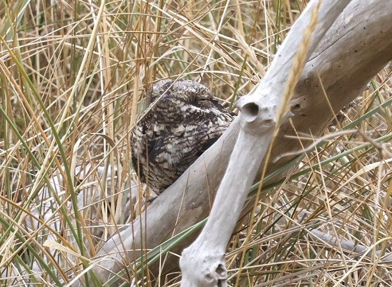 Nightjar - Simon Jump.