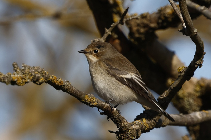 Pied Flycatcher - Tim Jump.
