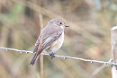 Redstart - Tim Jump.