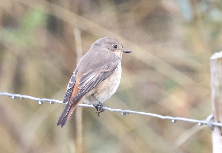 Redstart - Tim Jump.