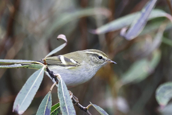 Yellow-browed Warbler - Tim Jump.