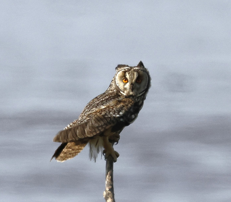 Long-eared Owl - Tim Jump.