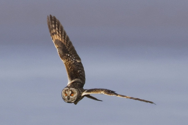 Long-eared Owl - Tim Jump.