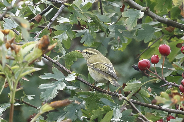 Yellow-browed Warbler - Tim Jump.
