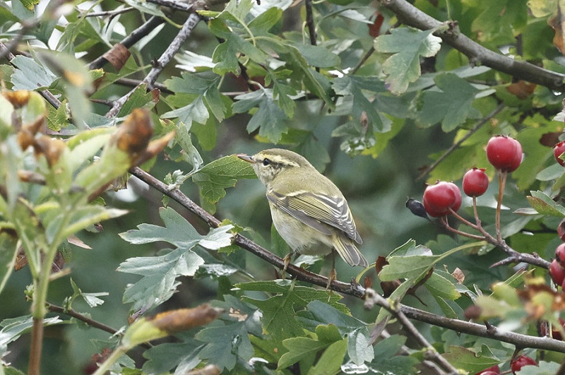 Yellow-browed Warbler - Tim Jump.
