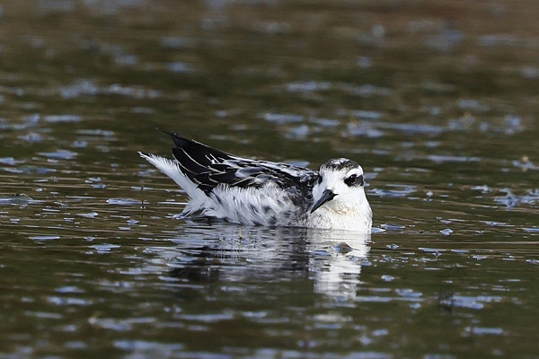 Bird sightings Saturday, 20 September 2025