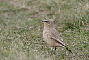 Isabelline Wheatears - Tim Jump.
