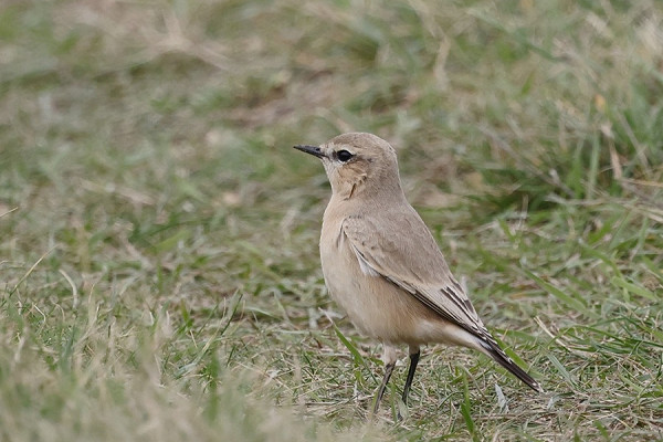 Isabelline Wheatears - Tim Jump.
