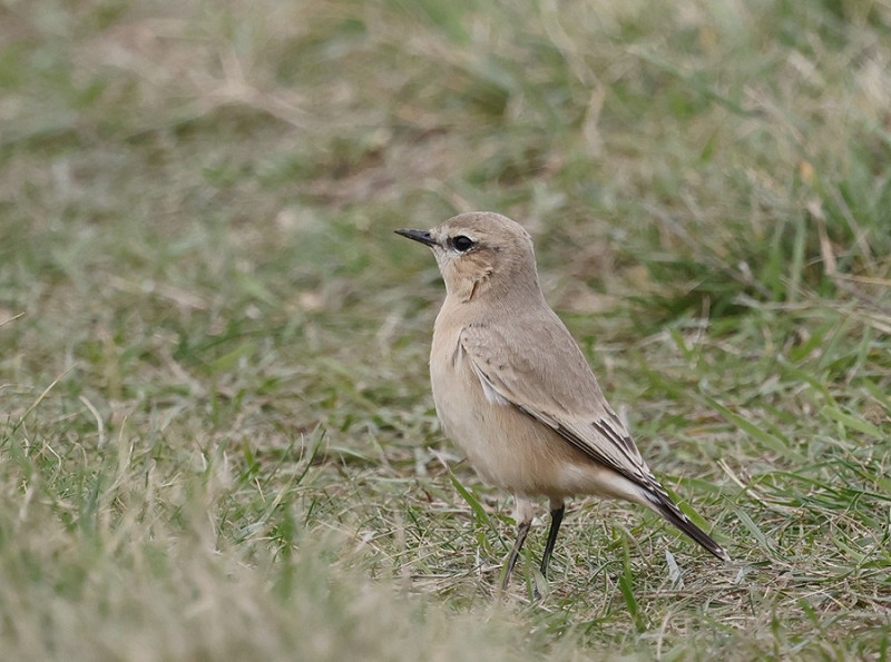 Isabelline Wheatears - Tim Jump.