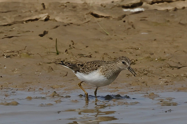Temminck's Stint - Tim Jump.