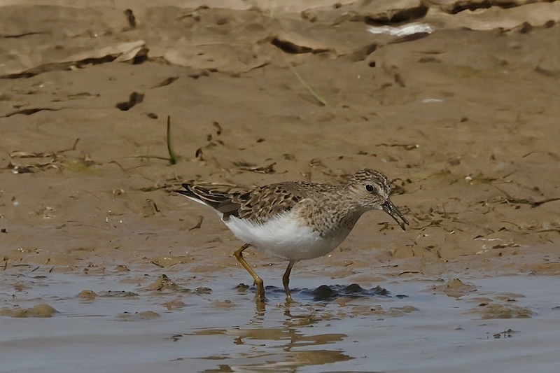 Temminck's Stint - Tim Jump.