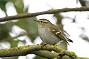 Yellow-browed Warbler - Tim Jump.