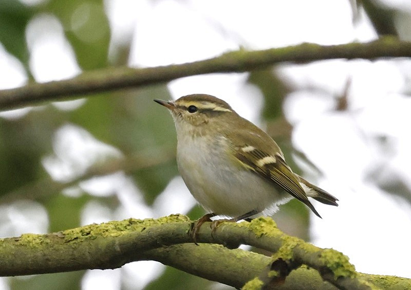 Yellow-browed Warbler - Tim Jump.