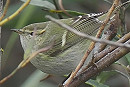 Humes Warbler - Tim Jones.