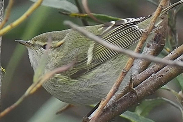 Humes Warbler - Tim Jones.