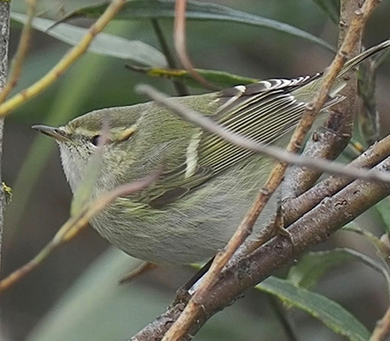 Humes Warbler - Tim Jones.