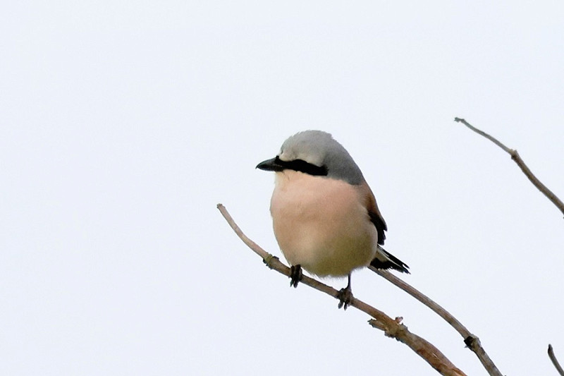 Red-backed Shrike - Tim Jump.